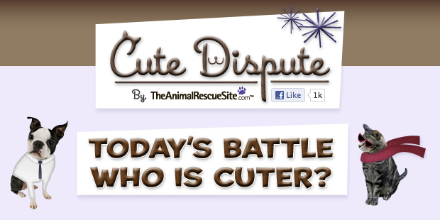cutedisputetitle cutedisputetitle